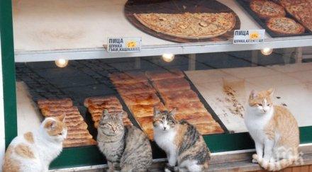 кошмар бургас плъзнаха котки навсякъде събират чували пускат село бял микробус взима храна питони