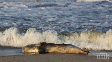 руско туристическо издание евтин отдих море обещават собствениците български хотели септември