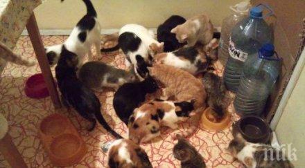 пловдивчанин напълни апартамента бездомни котенца моли помощ