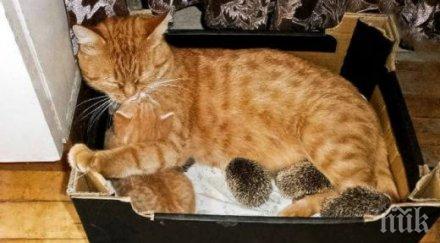 природата съвсем чална котка осинови таралежчета снимки