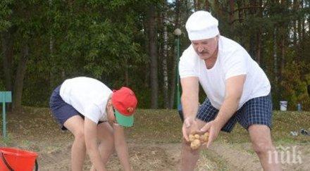 богата реколта президентът беларус изрови чувала картофи двора резиденцията