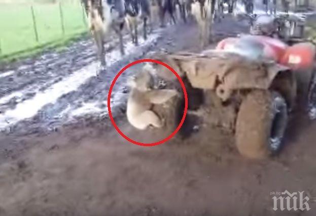 Необяснима любов: Коала гони мотор, за да прегърне гумата му (видео)