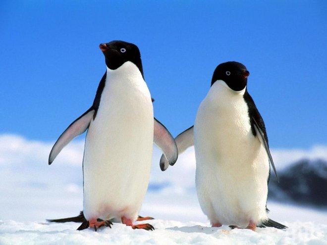 Пингвини се объркаха – стигнаха тропическа Бразилия
