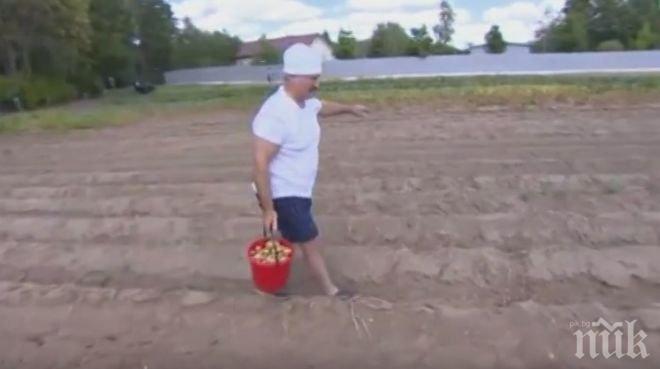 Добър пример! Президентът на Беларус стана земеделец - вади картофи (видео)