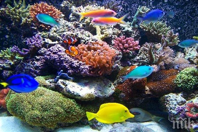 Специален комплект превръща аквариума в тренировъчен лагер за рибите 