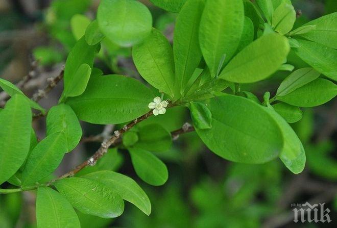 Боливия е намалила с 11% производството си на кока