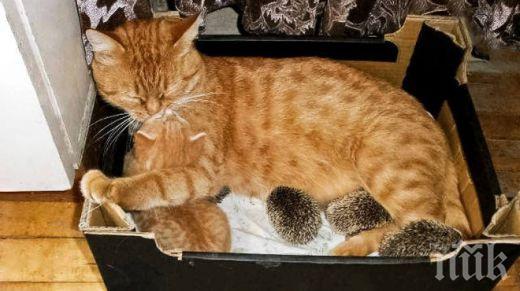 Природата съвсем се чална! Котка осинови 4 таралежчета (снимки)

