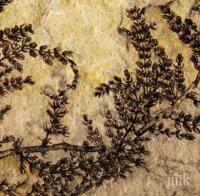 Първото цвете на планетата се появило в езера на днешна Испания преди повече от 125 млн. години