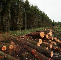Засякоха 3 кубика незаконни дърва за огрев край Варна