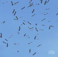 Ято щъркели потроши пътнически самолет – той се върна аварийно в Истанбул