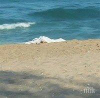 22-годишен се е удавил на плажа в Бургас след пиянски запой