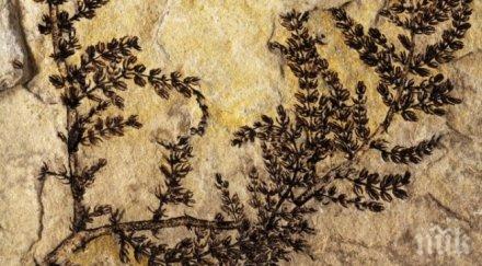 първото цвете планетата появило езера днешна испания повече 125 млн години