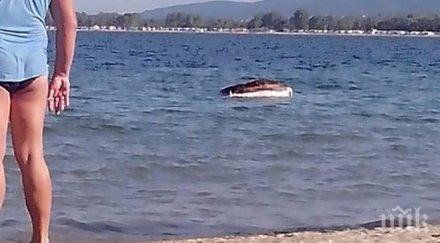 пореден труп животно нашето черноморие тяло мъртва крава изплава черноморец