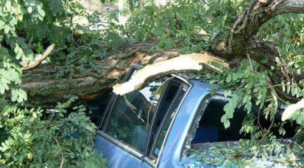 бурята потроши дърветата бургас задават градушки