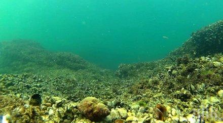 рееш водата