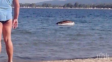 разложения труп телето плажът черноморец дезинфекциран опасност зарази