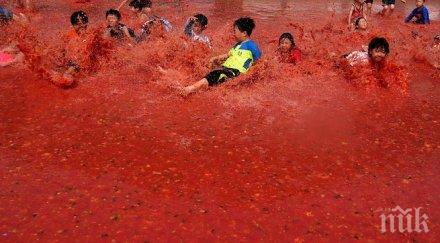 празник домата