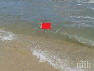 ужасна гледка труп прасе изплава плаж варна