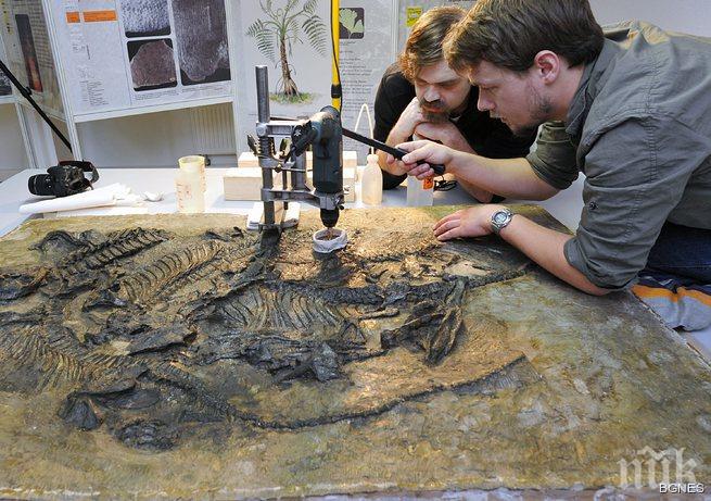 Учени откриха първото цвете на Земята