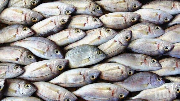 86 кг иззета риба е дарена на социални институции в Плевен и Разград