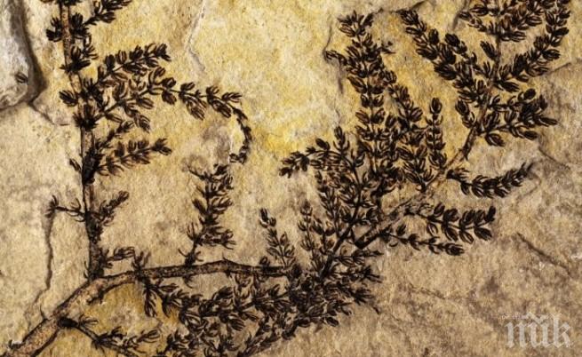 Първото цвете на планетата се появило в езера на днешна Испания преди повече от 125 млн. години