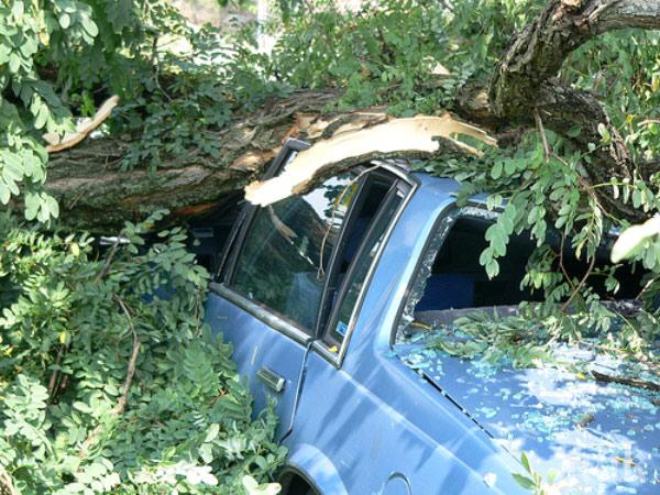 Бурята потроши дърветата в Бургас, задават се градушки