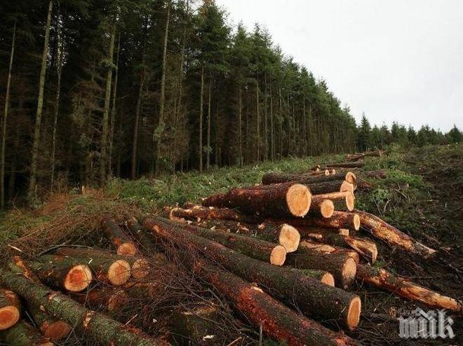 Засякоха 3 кубика незаконни дърва за огрев край Варна