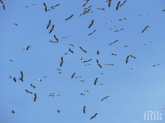 Ято щъркели потроши пътнически самолет – той се върна аварийно в Истанбул