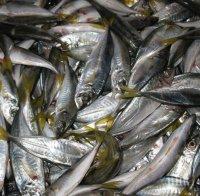 От началото на август са конфискувани над 500 кг. риба, уловена от бракониери
