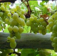 Очакват двойно повече грозде в Сливенско
