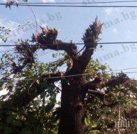 Черница срути покрива на 100-годишна къща, керемида едва не уби жена в Петричко