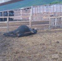 Фермер застреля бик, за да спаси живота си