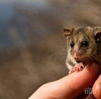 Във Венецуела 17 новородени са починали от смъртоносни ухапвания на опосум