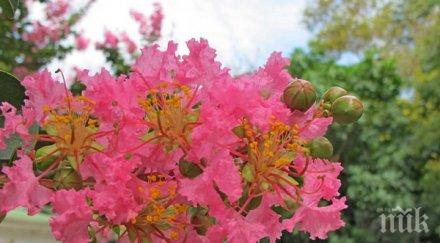 екзотично дърво изтока цъфти август албена снимки