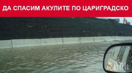 фейсбук изригна общината забрани къпането цариградско шосе спасим акулите булеварда