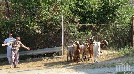 откриха двама болни бруцелоза плевенското село ракита