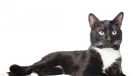 котка подлуди социалните мрежи вижте снимка