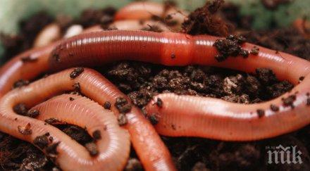 гнусно червеи питейната вода ужасиха ребърково