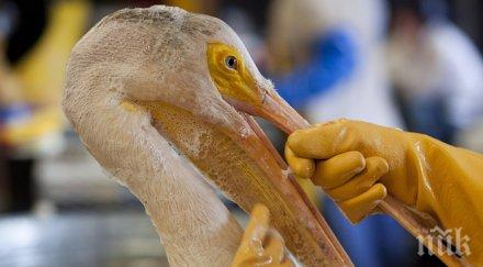 пеликан получи нов клюн направен принтер