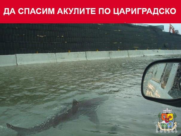 Фейсбук изригна: Общината забрани къпането на Цариградско шосе! Да спасим акулите на булеварда!