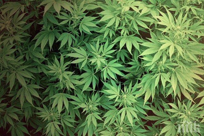 Прецедент! Мъж сам предаде дрогата, която крие в дома си
