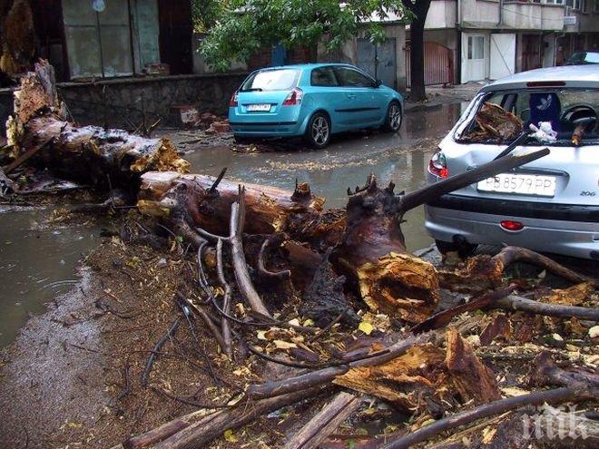 Огромно дърво размаза колата на млада жена в Пловдив