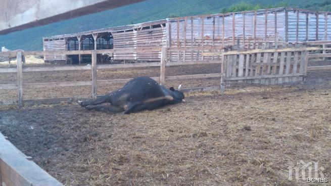 Фермер застреля бик, за да спаси живота си