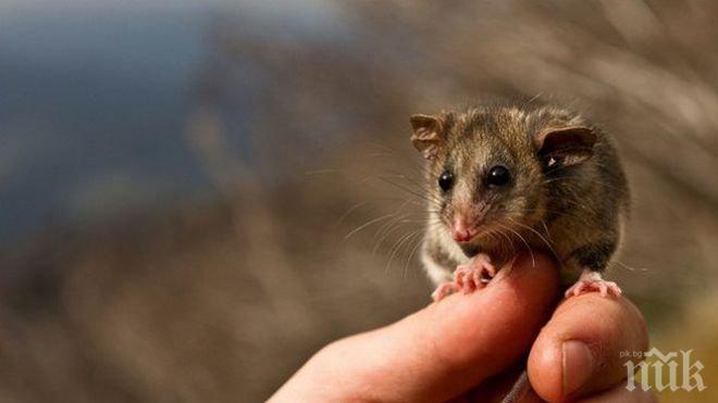 Във Венецуела 17 новородени са починали от смъртоносни ухапвания на опосум