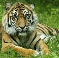 Статуя на тигър уби водач на рикша в Бангладеш