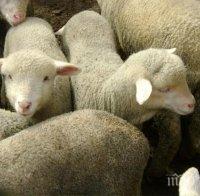 Конфискуваха 15 агнета, превозвани без документи	