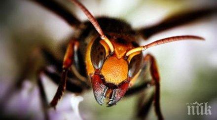 стършели вилнеят монтанско десетки сигнали тел 112