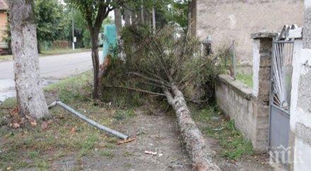една колите участвали гонката лом завършила катастрофа отсякла дърво удара снимки