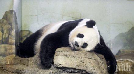 роденото зоопарка вашингтон бебе панда близначе