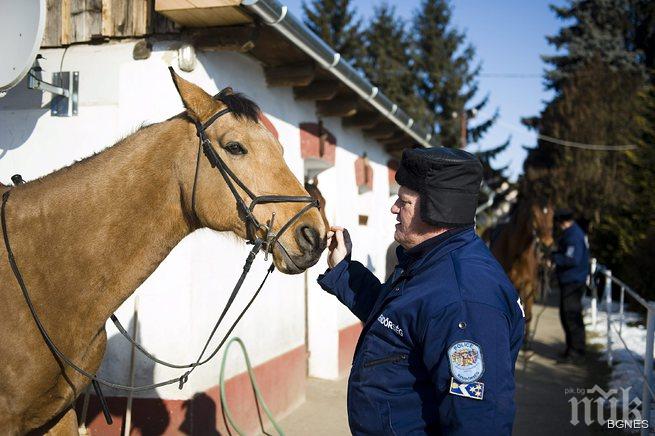 Зъл кон навлече дело на полицията в Ню Йорк